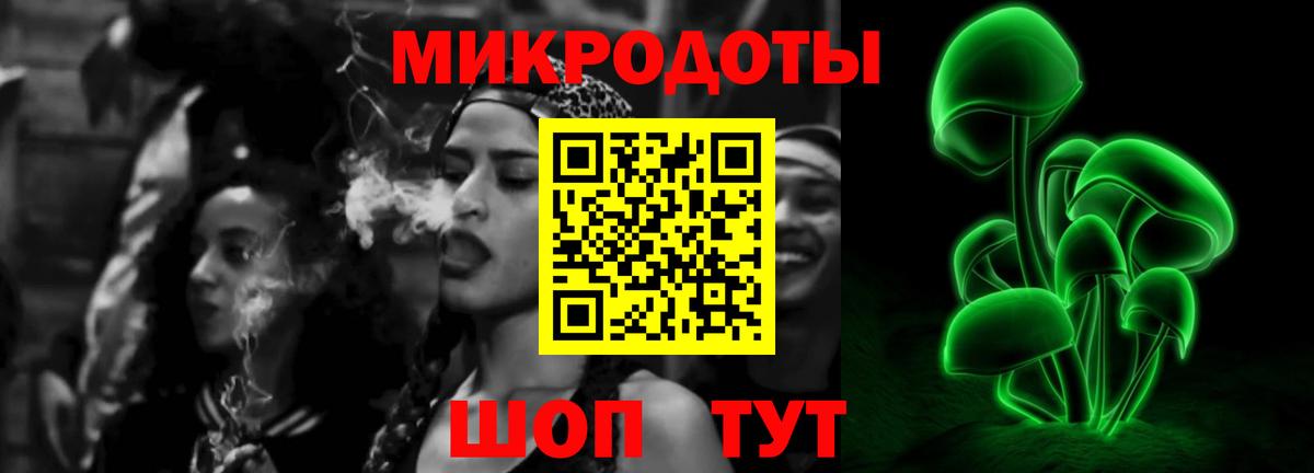 Галлюциногенные грибы Psilocybe Новоалтайск
